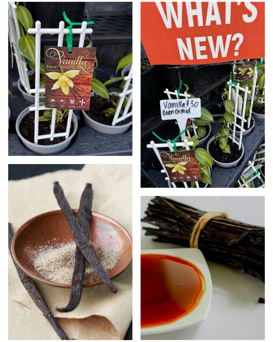 Vanilla Bean Orchid