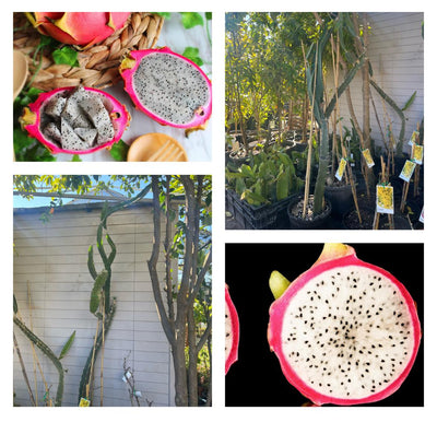 Mature Dragon Fruit
