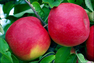 Apple | Fuji